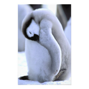 Penguin Antarctic Peninsula, Weddell Sea Photo Print