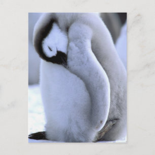 Penguin   Antarctic Peninsula, Weddell Sea Postcard