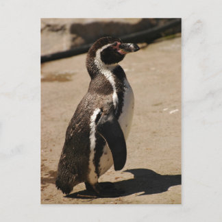 Penguin at Blairdrummond Postcard