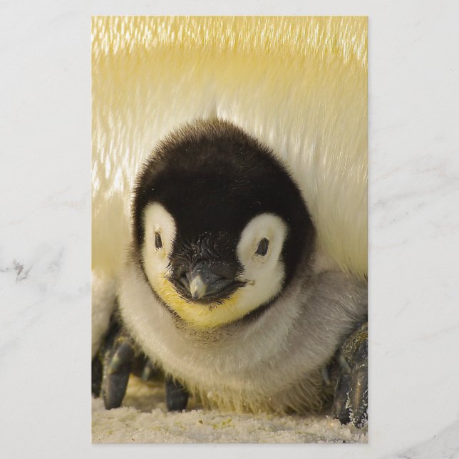 Penguin baby (Front)
