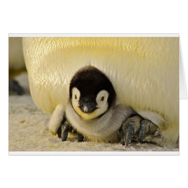 Penguin baby (Front Horizontal)
