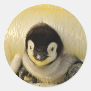 Penguin baby classic round sticker