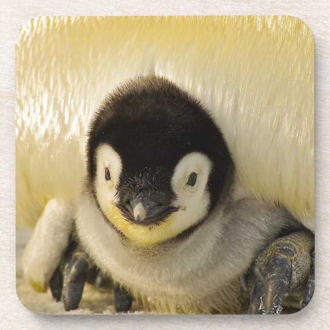 Penguin baby coaster (Front)