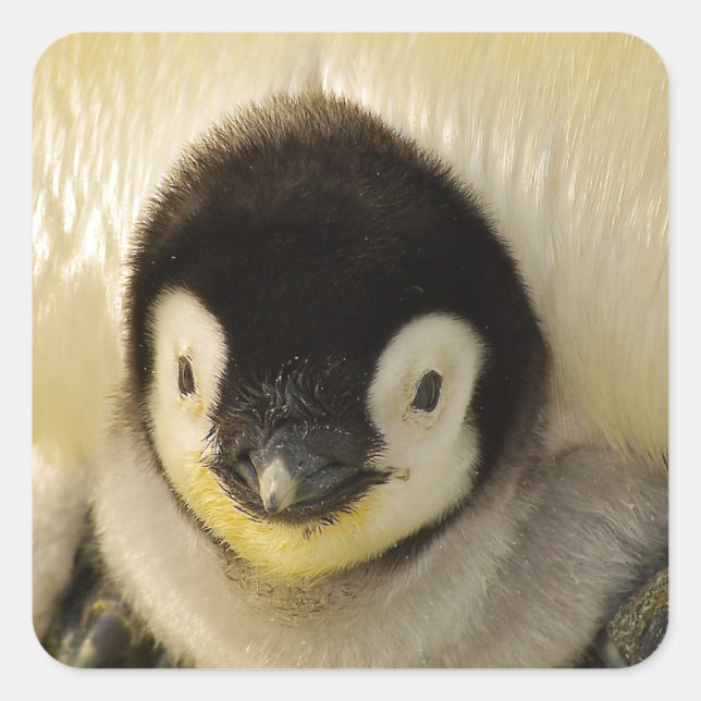 Penguin baby square sticker (Front)