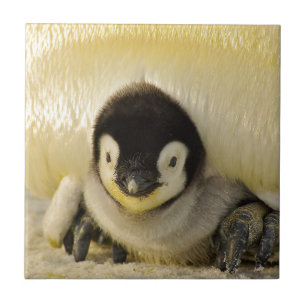 Penguin baby tile
