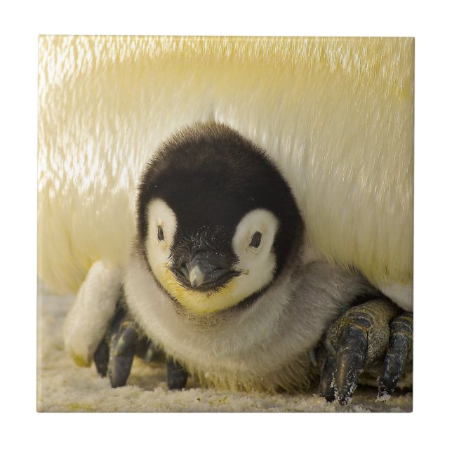 Penguin baby tile (Front)