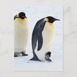 Penguin Bird Animal Ice Frozen Winter Postcard