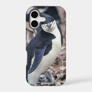 Penguin Bird Cute Animal Black White Water