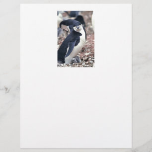 Penguin Bird Cute Animal Black White Water