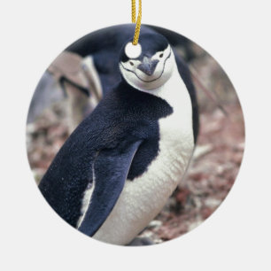 Penguin Bird Cute Animal Black White Water Ceramic Tree Decoration