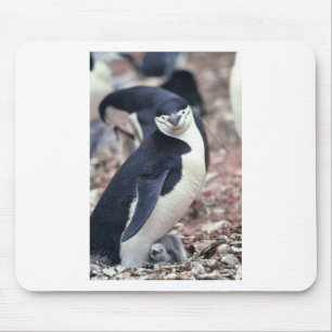Penguin Bird Cute Animal Black White Water Mouse Mat