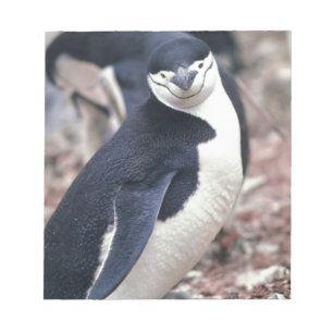 Penguin Bird Cute Animal Black White Water Notepad