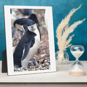 Penguin Bird Cute Animal Black White Water Plaque