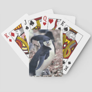 Penguin Bird Cute Animal Black White Water Playing Cards