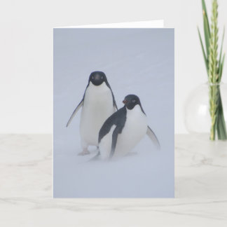 Penguin Blizzard Card