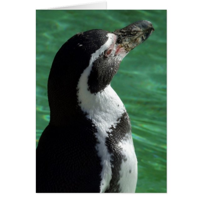 Penguin Card (Front)