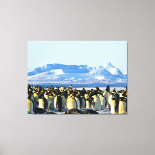 Penguin colony on ice canvas print