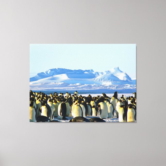 Penguin colony on ice canvas print (Front)