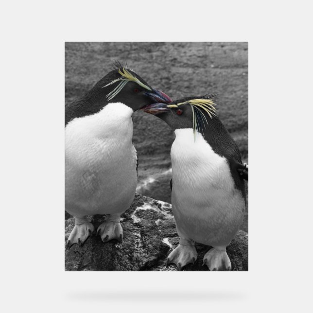 Penguin Colour Splash Acrylic Sign (Front)