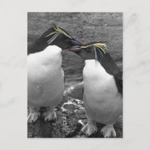 Penguin Colour Splash Holiday Postcard