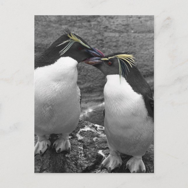 Penguin Colour Splash Postcard (Front)