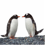 Penguin Couple Standing Photo Sculpture<br><div class="desc">Cute penguin couple -- acrylic photo sculpture.</div>