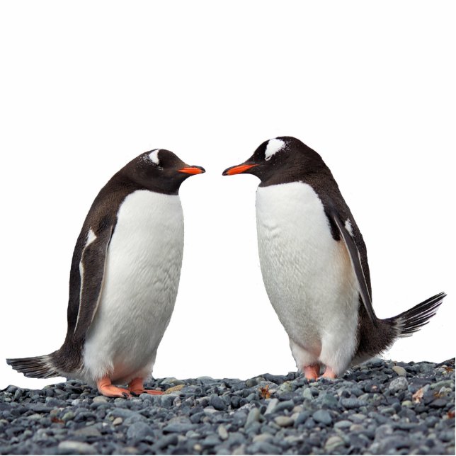 Penguin Couple Standing Photo Sculpture (Front)