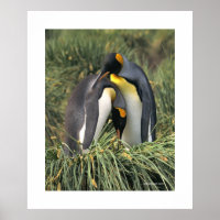 Penguin Cuddle