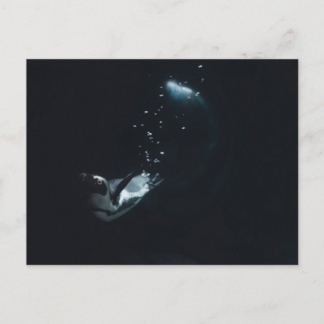 Penguin Dive Postcard (Front)