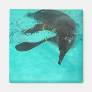 Penguin Dives into blue water Magnet
