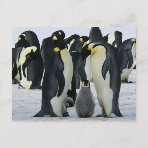 Penguin family card