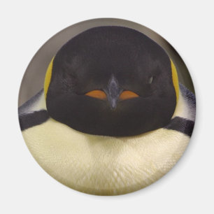 Penguin Magnet