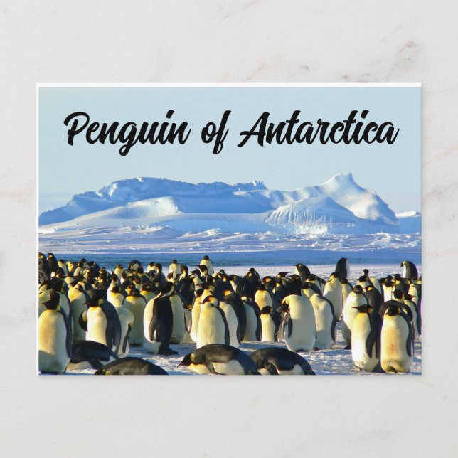 Penguin of Antarctica Postcard (Front)