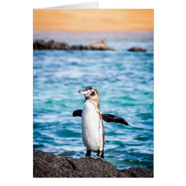 Penguin on Bartolome Island (Front)