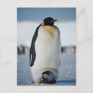 Penguin Parent & Chick Postcard