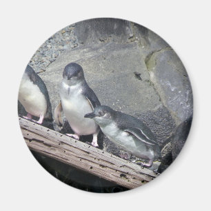 Penguin Perch Magnet