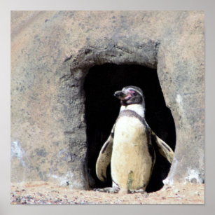 Penguin Photo Poster
