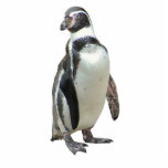 Penguin Photo Sculpture Magnet<br><div class="desc">Great for the fridge or filing cabinet or whatever!  Or maybe a key chain,    Neat Gift!</div>