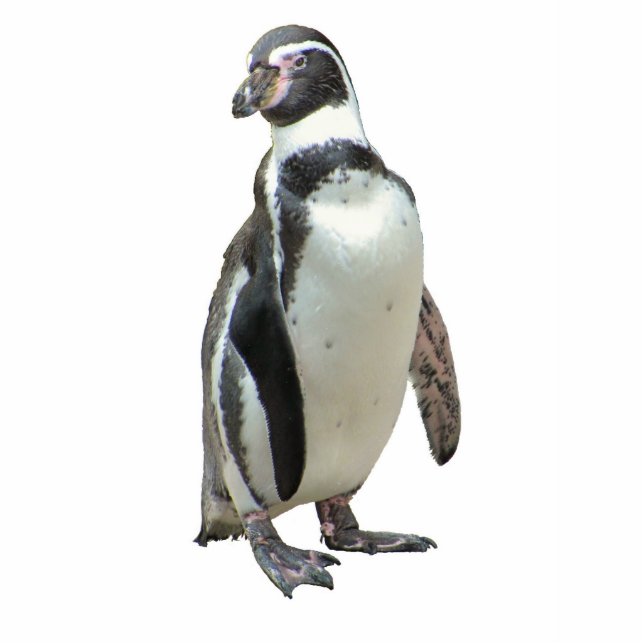 Penguin Photo Sculpture Magnet (Front)