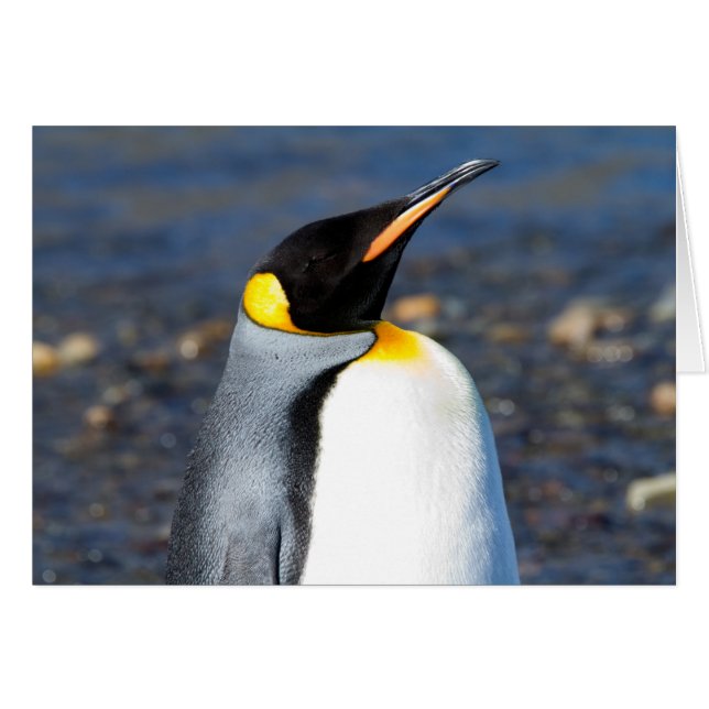 Penguin Portrait (Front Horizontal)