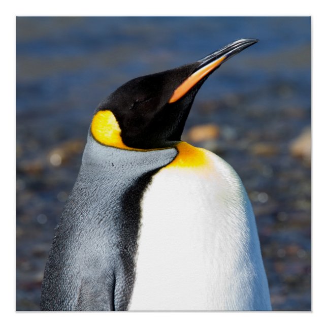 Penguin Portrait Poster (Front)