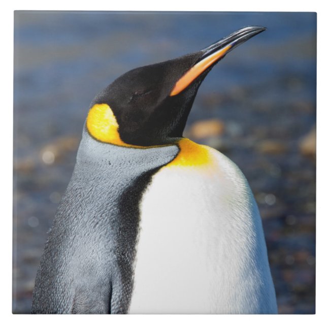 Penguin Portrait Tile (Front)
