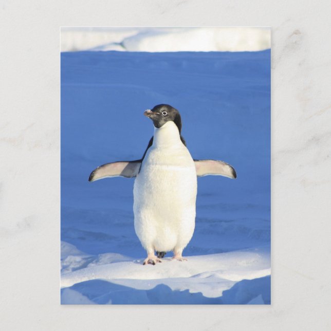 Penguin Postcard (Front)