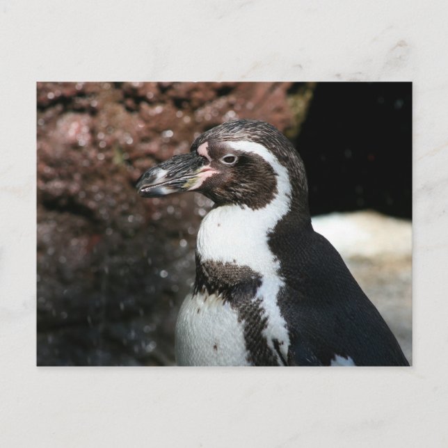 Penguin Postcard (Front)