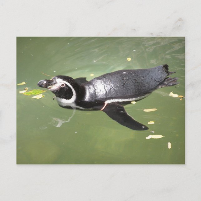 Penguin Postcard (Front)