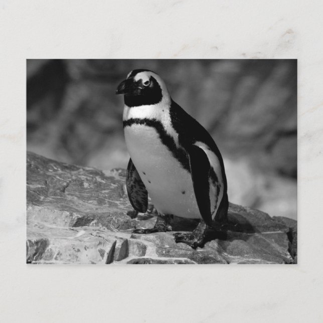 Penguin Postcard (Front)