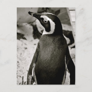 Penguin Postcard