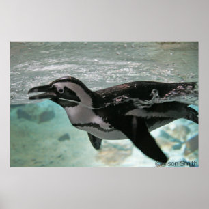 Penguin Poster