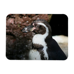 Penguin Premium Magnet