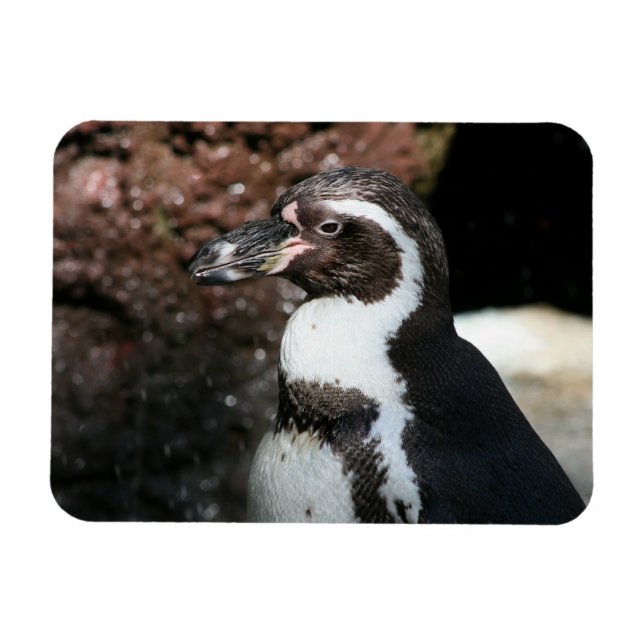 Penguin Premium Magnet (Horizontal)